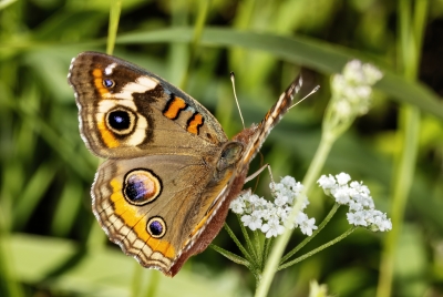 Buckeye Butterfly 2023
